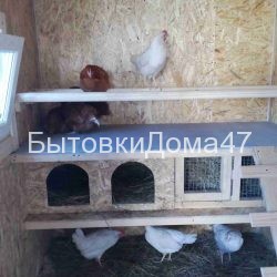 гнезда и насест для кур