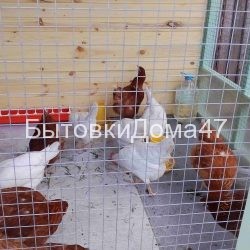 выгул в курятнике